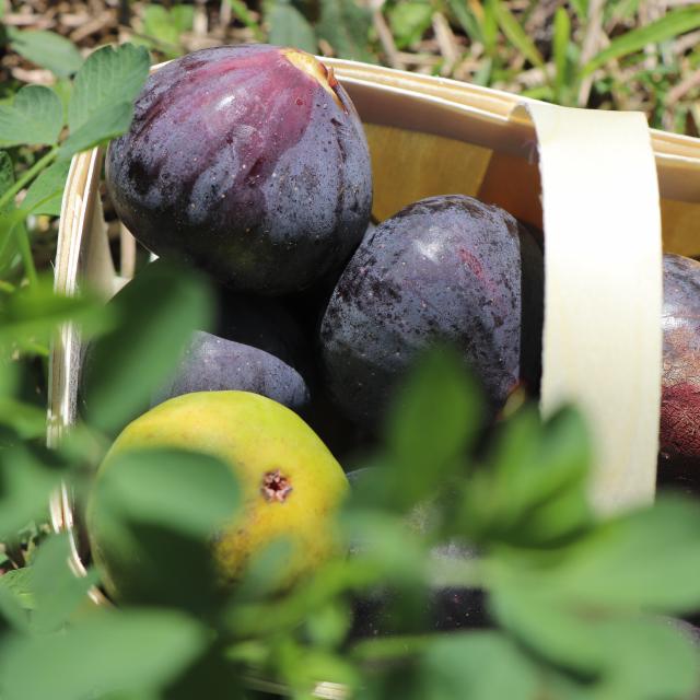 Panier De Figues