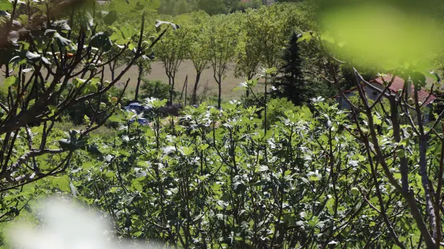 Orchard Vézénobres