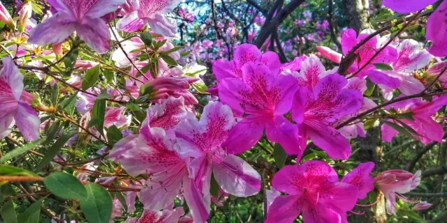 Instagram #bambouseraie