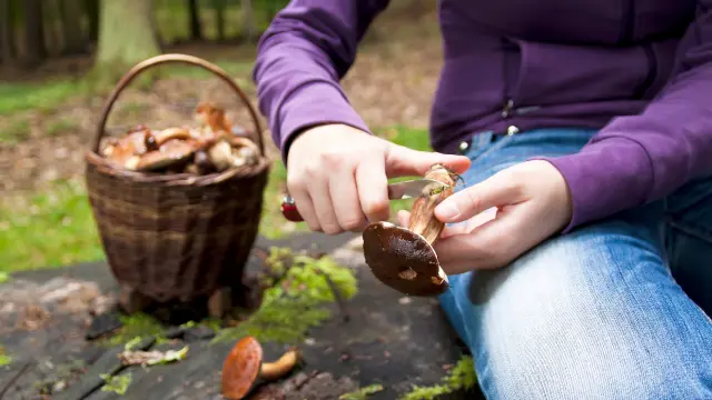 Nettoyage champignons