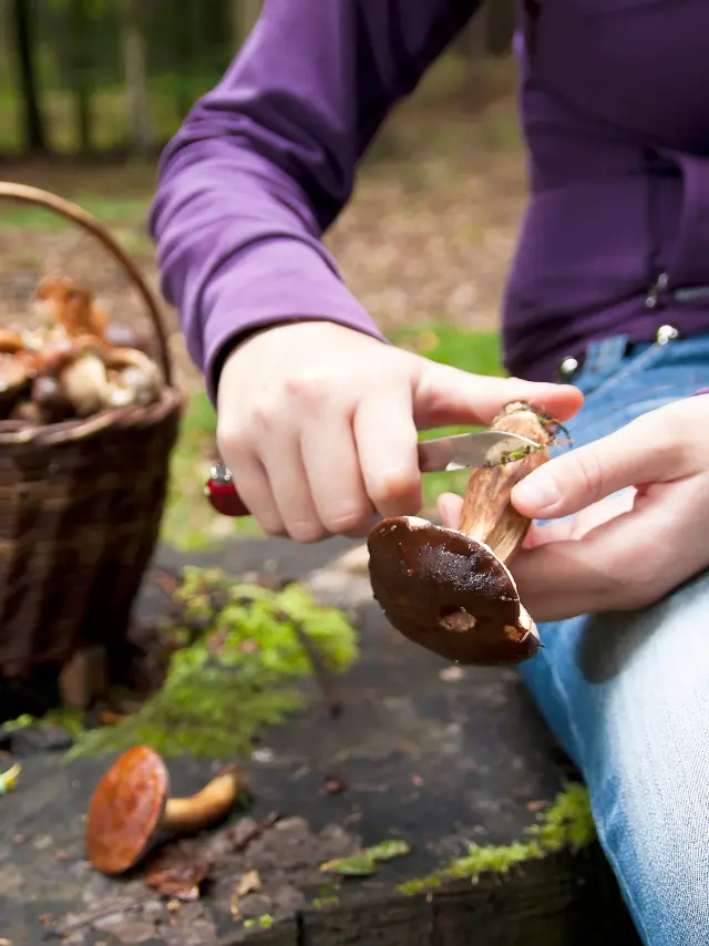 Nettoyage champignons