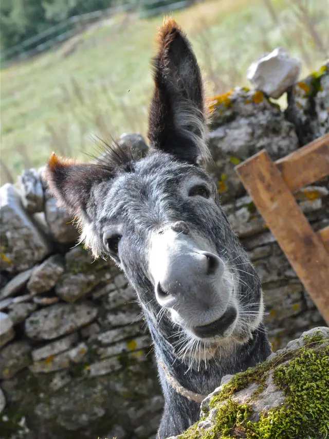 Âne © Bernadette Price