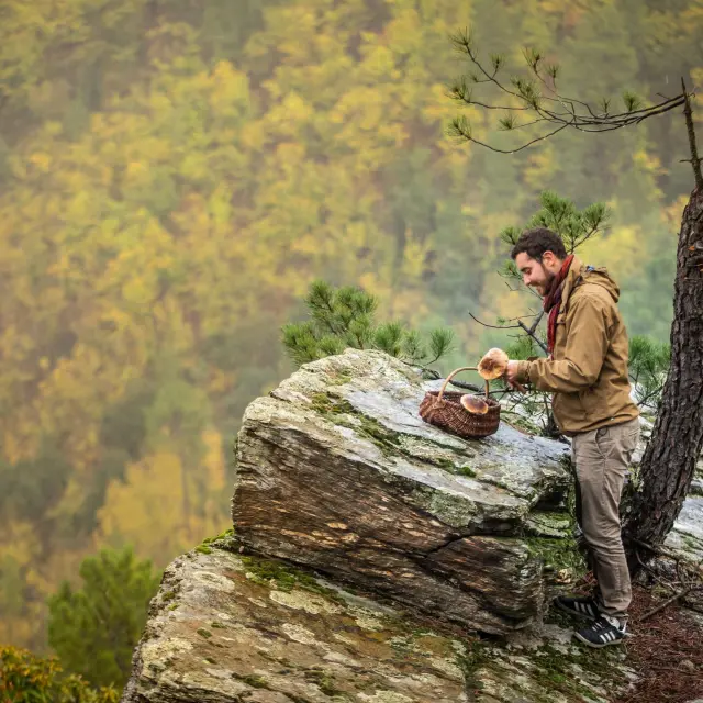 Cueillette de champignons dans les Cévennes