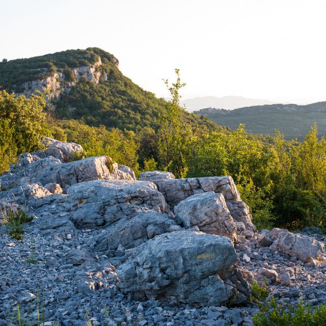 Garrigue gardoise
