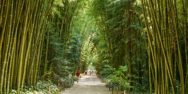 France, Languedoc Roussillon, Gard, CÈvennes, La Bambouseraie, Prafrance, Anduze