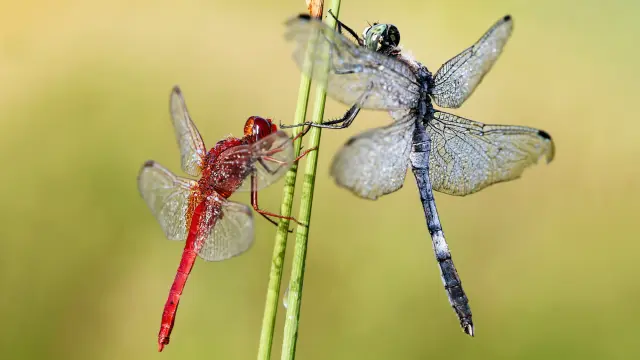 Libelulles
