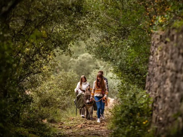 Balade Avec un Ane sur le chemon de Stevenson Luziers