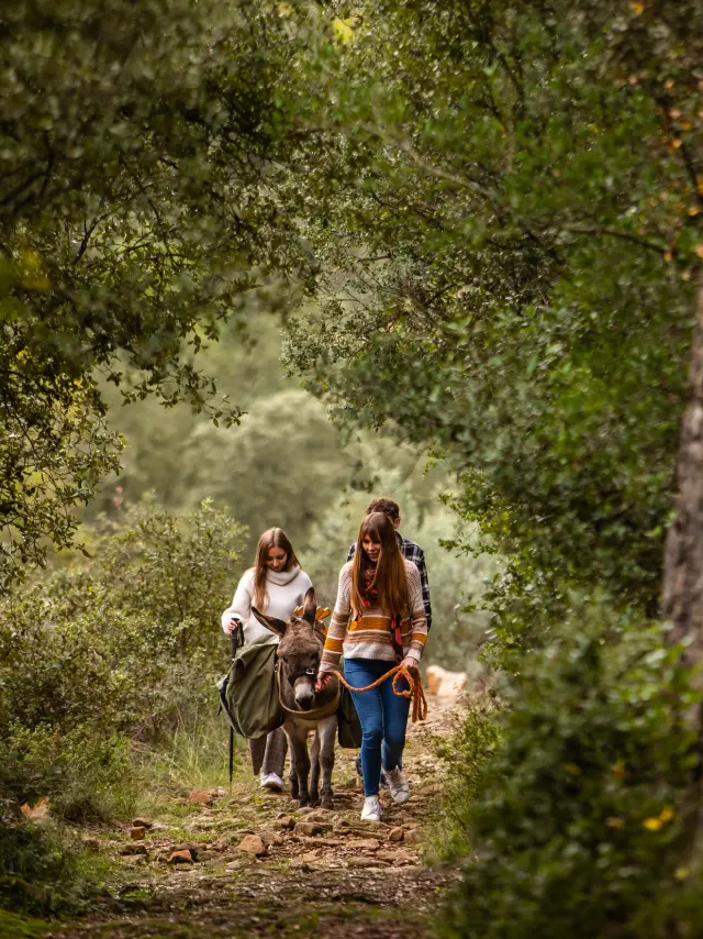 Balade Avec un Ane sur le chemon de Stevenson Luziers
