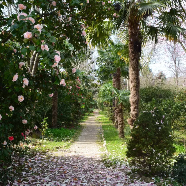 Floral Park Les Camellias