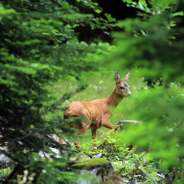 Doe © Régis DESCAMPS - Cévennes National Park