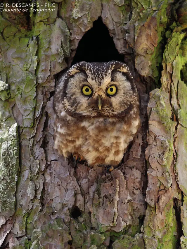 Tengmalm's Owl