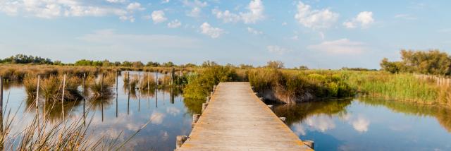 Camargue, Frankrijk