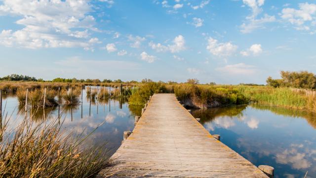 Camargue, France
