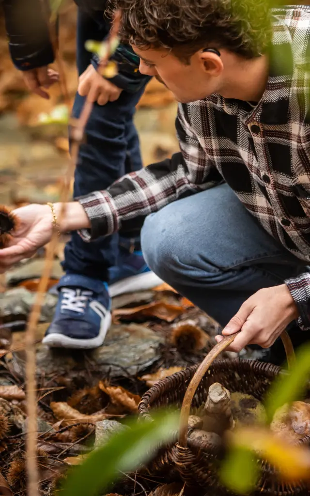 Cueillette Champignons et Chataignes