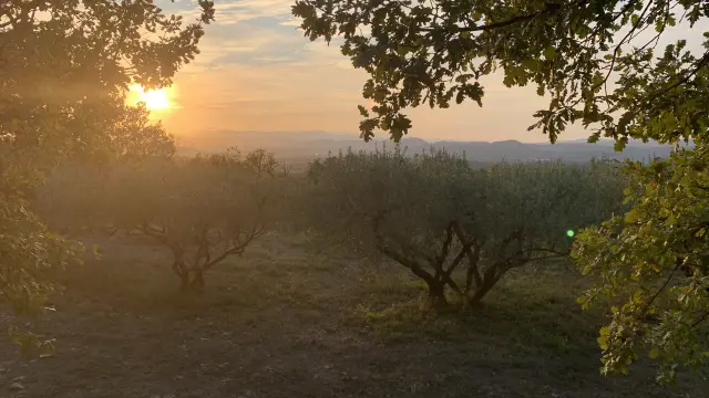 Sunset Vine and Garrigue