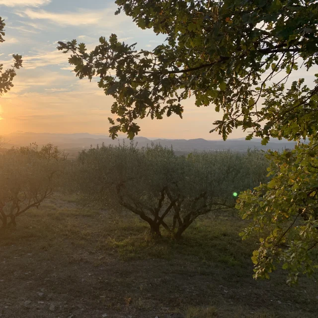 Coucher de soleil Vigne et Garrigue