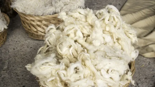 Sheep wool natural for clothing, fashion and furs