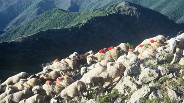 Transhumance Après Col Asclier 01.jpg © Alain Gas