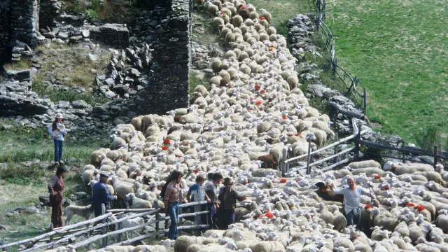 Transhumance à Bonpérier 02.jpg © Alain Gas