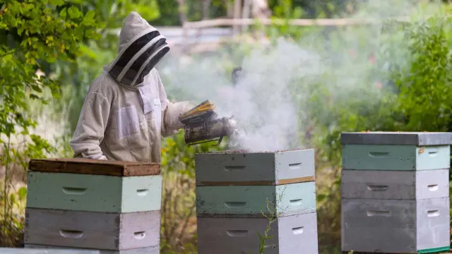 Actu Environment Apicite Une 1536x1025 (1)