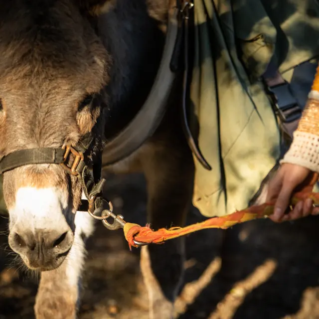 Ezeltocht in Luziers november 2022