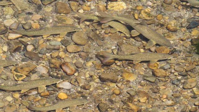 Fish©descamps.regis Pnc