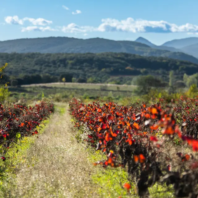 Vignes November 2022 Bd Olivier October 2