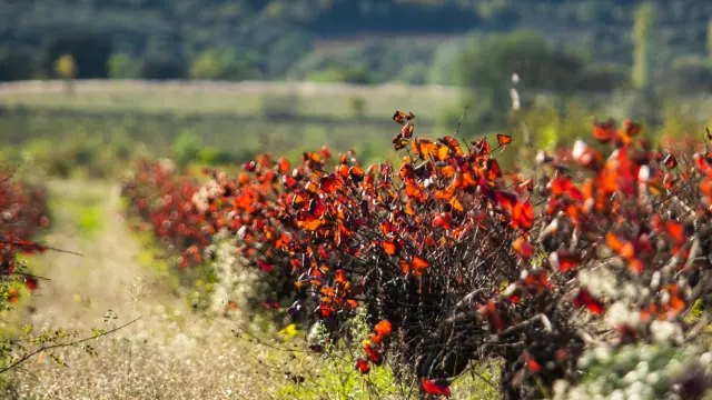 Vignes November 2022 Bd Olivier October