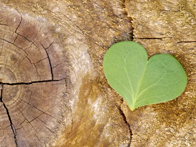 écologie et développement durable