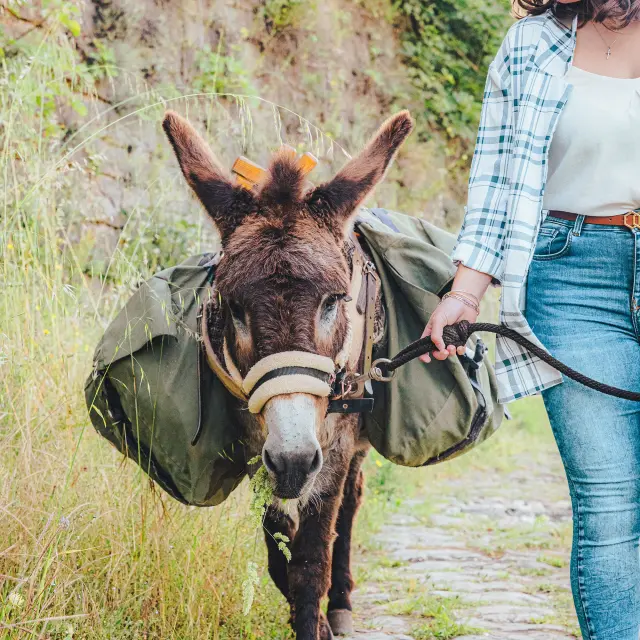 Une personnes qui tient un âne lors d'une balade