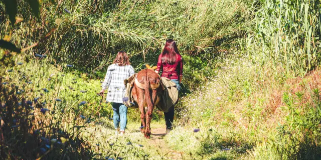 Deux personnes de part et d'autre d'un âne qui marche de dos dans un sentier arboré
