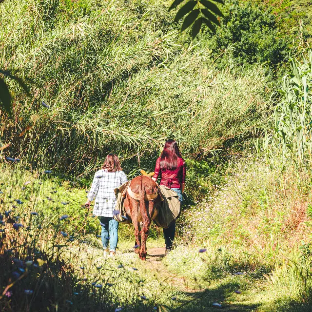Deux personnes de part et d'autre d'un âne qui marche de dos dans un sentier arboré