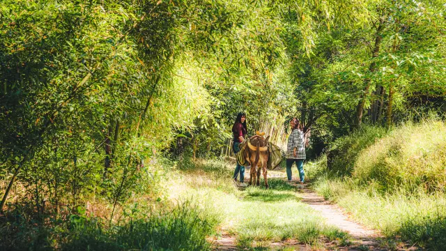 Deux personnes qui balades avec un âne sous une allée ombragé de bambous