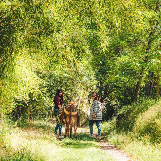 Deux personnes qui balades avec un âne sous une allée ombragé de bambous