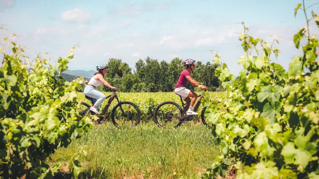 Balade à vélo dans les vignes